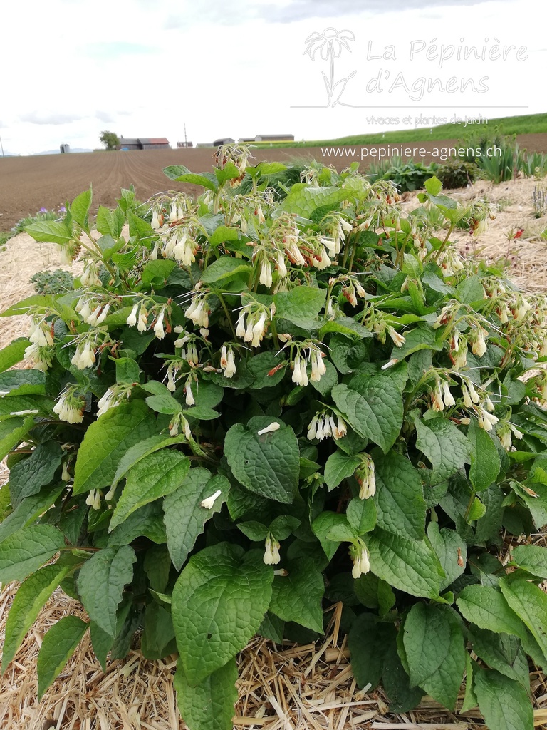 Symphytum grandiflorum- la Pépinière d'Agnens