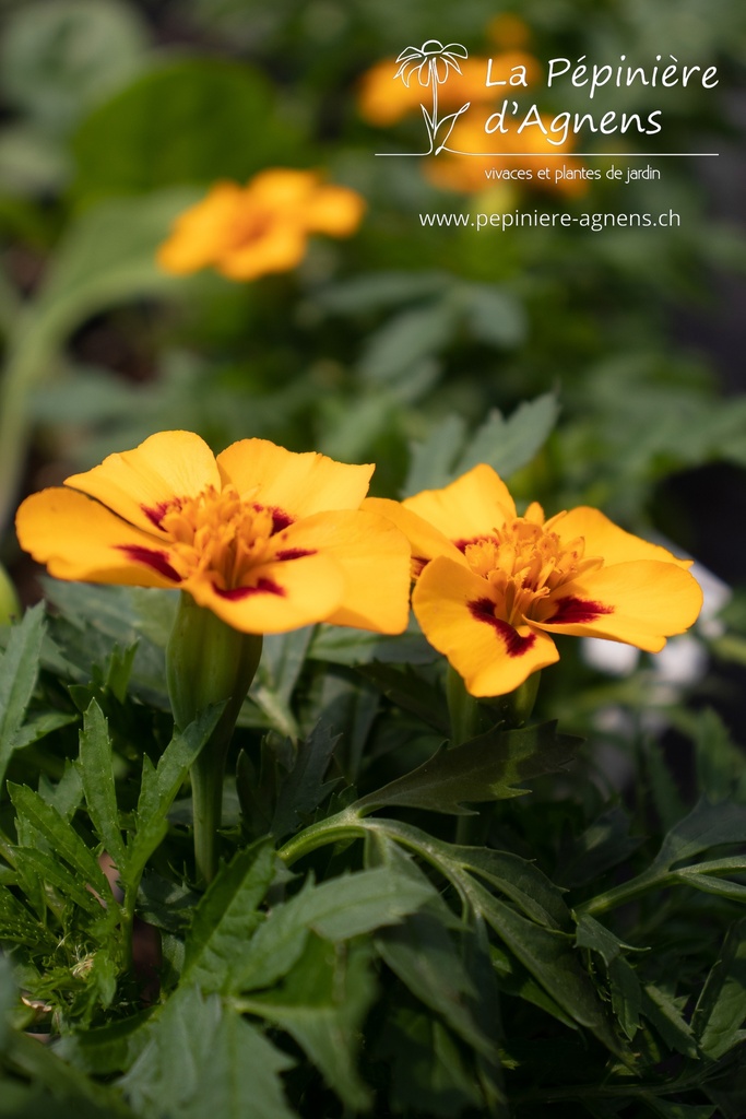 Tagetes patula - la Pépinière d'Agnens