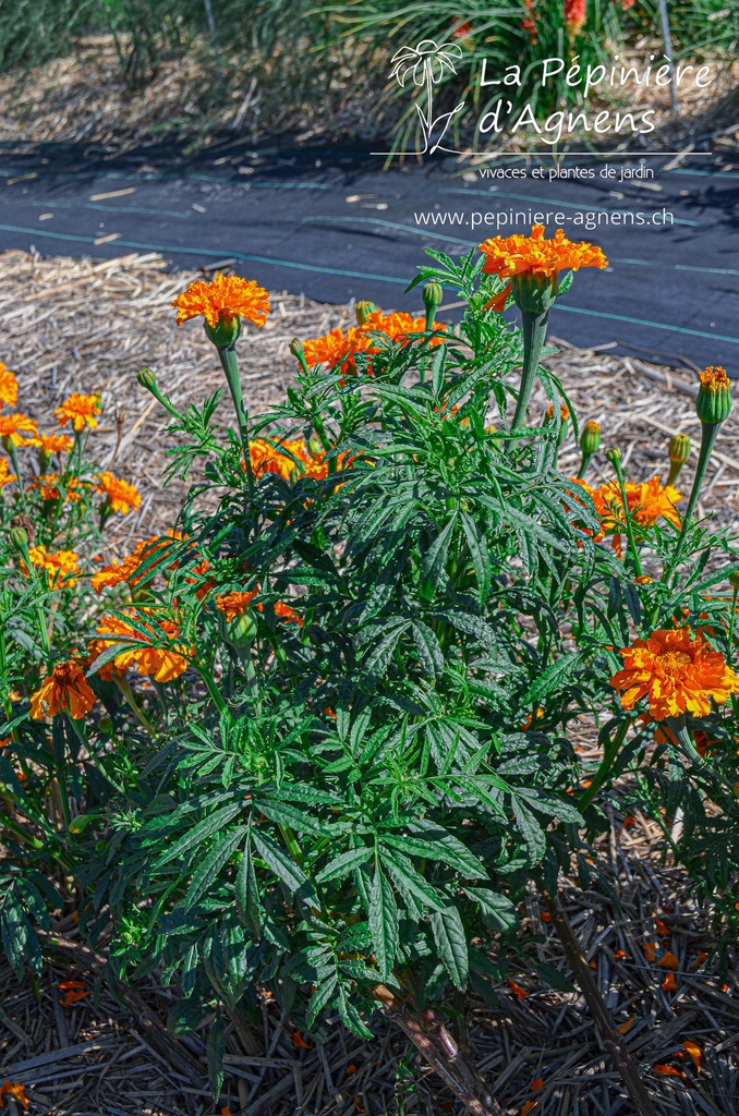 Tagetes tinctoria - la Pépinière d'Agnens