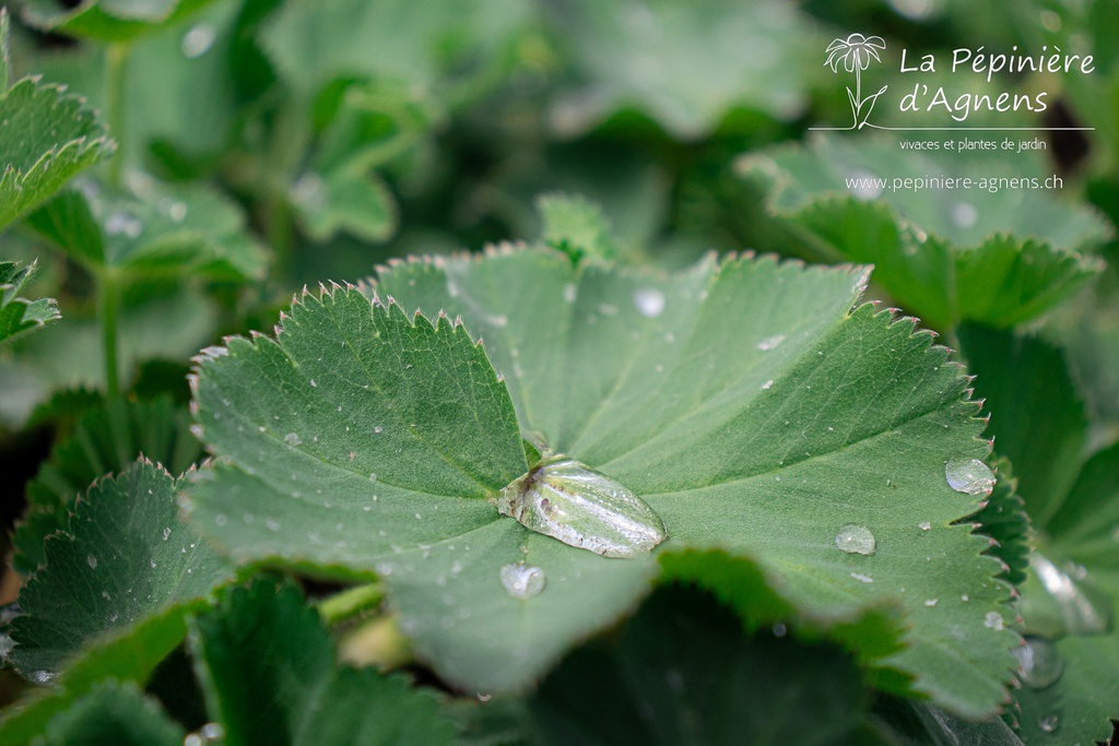 Alchemilla mollis - La pépinière d'Agnens