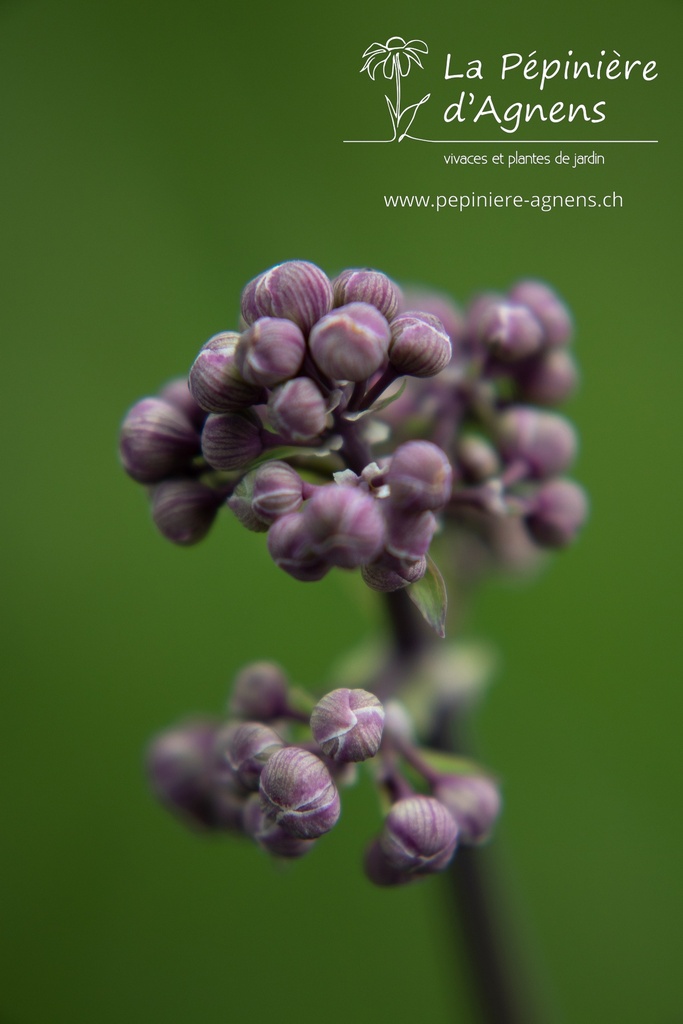 Thalictrum Cultivars 'Black Stockings' - la Pépinière d'Agnens