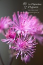 Thalictrum Cultivars 'Black Stockings' - la Pépinière d'Agnens