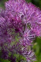 Thalictrum Cultivars 'Black Stockings' - la Pépinière d'Agnens