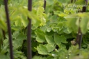 Thalictrum Cultivars 'Black Stockings' - la Pépinière d'Agnens