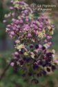 Thalictrum Cultivars 'Elin' - la Pépinière d'Agnens - la Pépinière d'Agnens