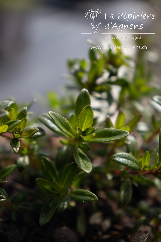 Thymus longicaulis 'Odoratus' - la Pépinière d'Agnens