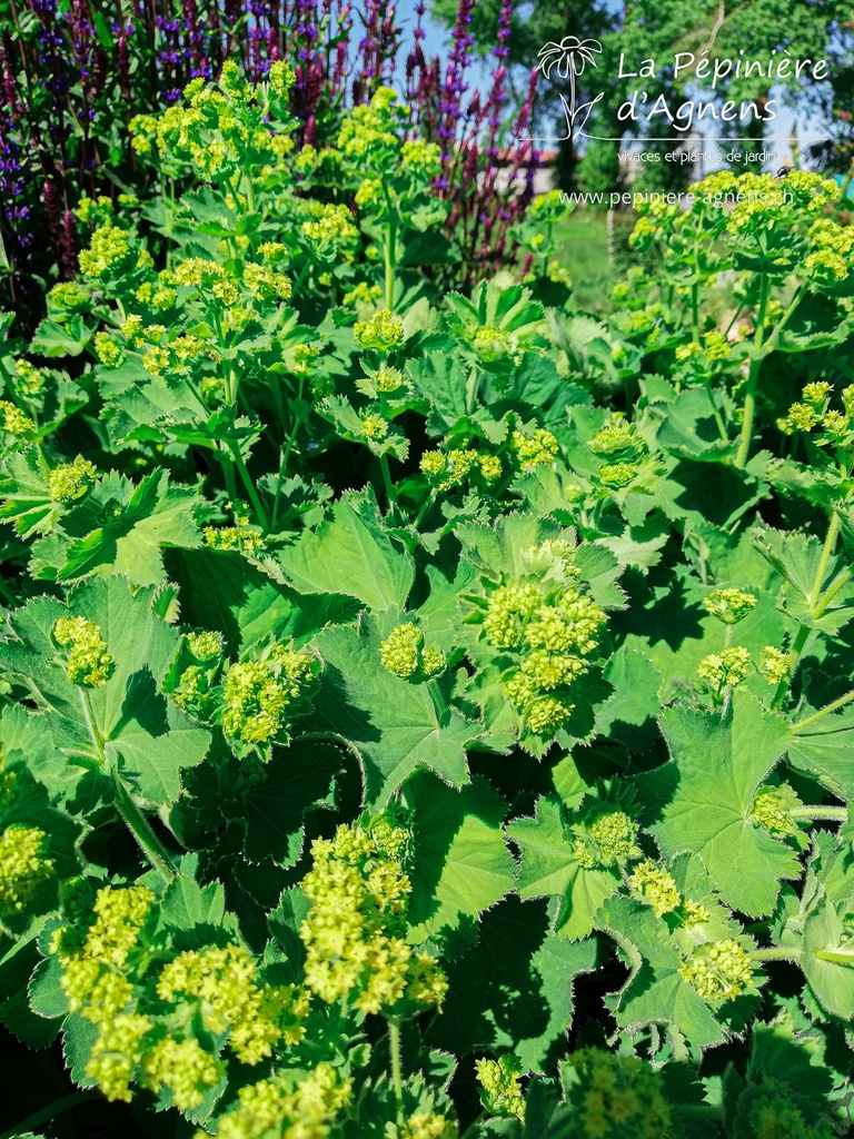 Alchemilla mollis - La pépinière d'Agnens