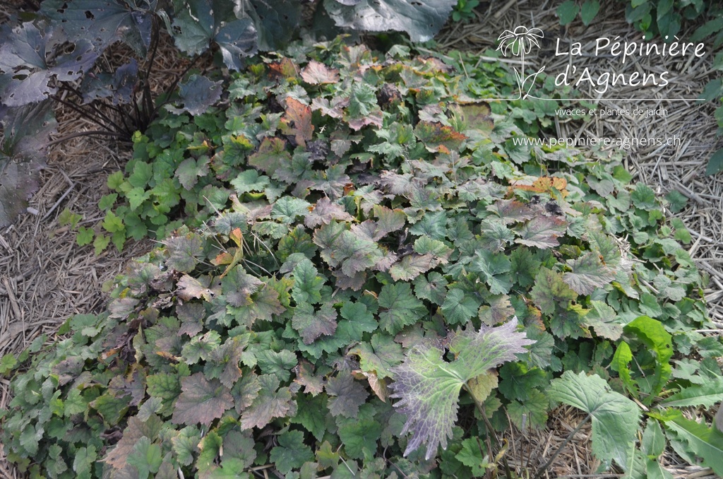 Tiarella cordifolia - la Pépinière d'Agnens