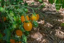 Tomate cerise 'Cerise Jaune' - la Pépinière d'Agnens
