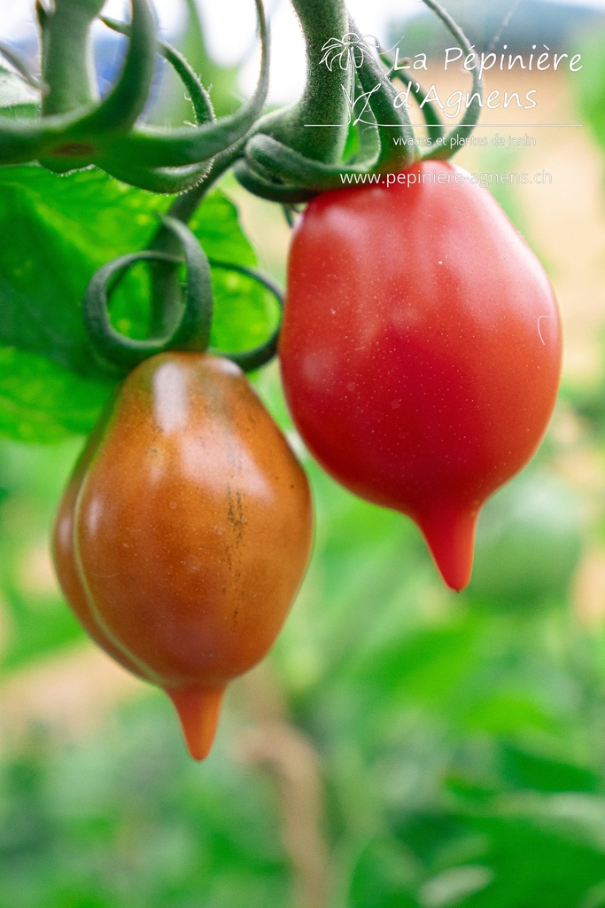 Tomate cerise 'Vésuve' - la Pépinière d'Agnens