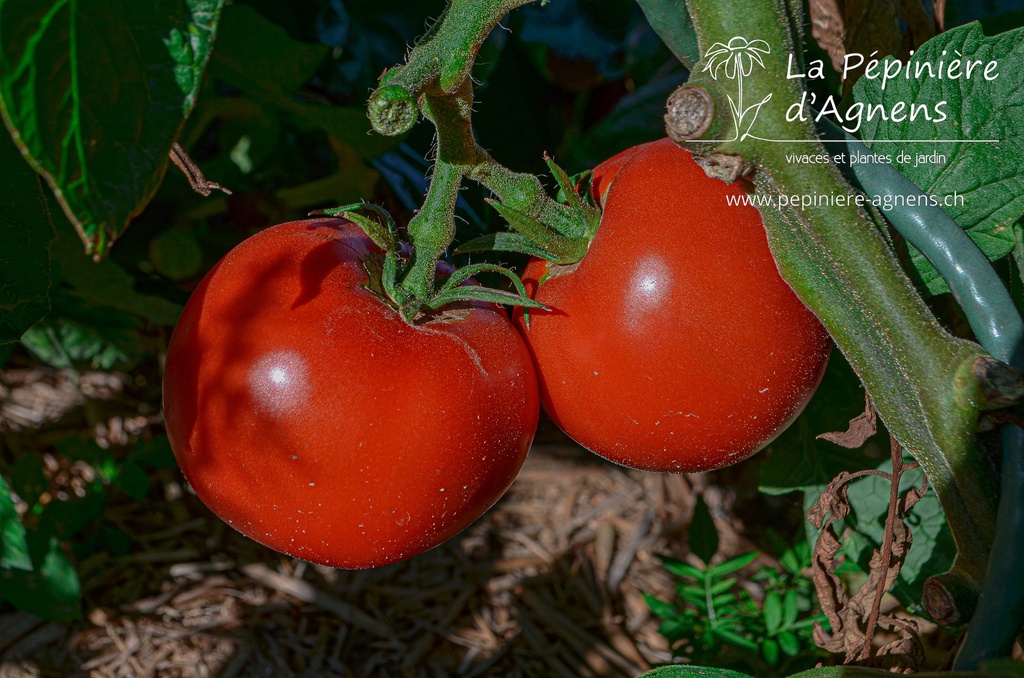 Tomate tardive 'Carmelle' - la Pépinière d'Agnens