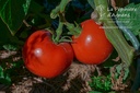 Tomate tardive 'Carmelle' - la Pépinière d'Agnens
