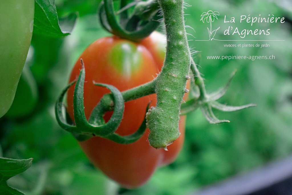 Tomate tardive 'San Marzano 2' - la Pépinière d'Agnens