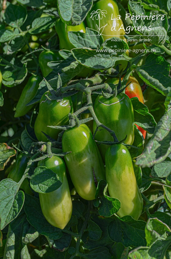 Tomate tardive 'San Marzano 2' - la Pépinière d'Agnens