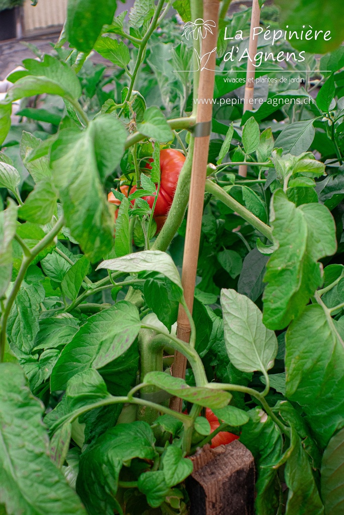 Tomate à fruits charnus 'Babuschka' - la Pépinière d'Agnens