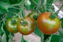 Tomate à fruits charnus 'Noire de Crimée' - la Pépinière d'Agnens