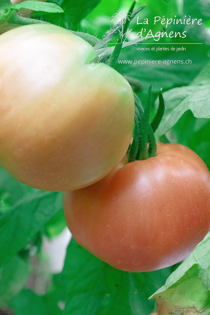 Tomate à fruits charnus 'Rose de Berne' - la Pépinière d'Agnens