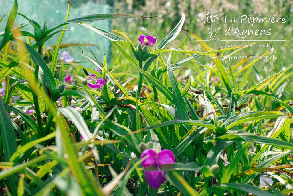 Tradescantia andersoniana (x) 'Rubra' - la Pépinière d'Agnens