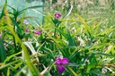 Tradescantia andersoniana (x) 'Rubra' - la Pépinière d'Agnens