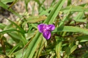 Tradescantia andersoniana (x) 'Rubra' - la Pépinière d'Agnens