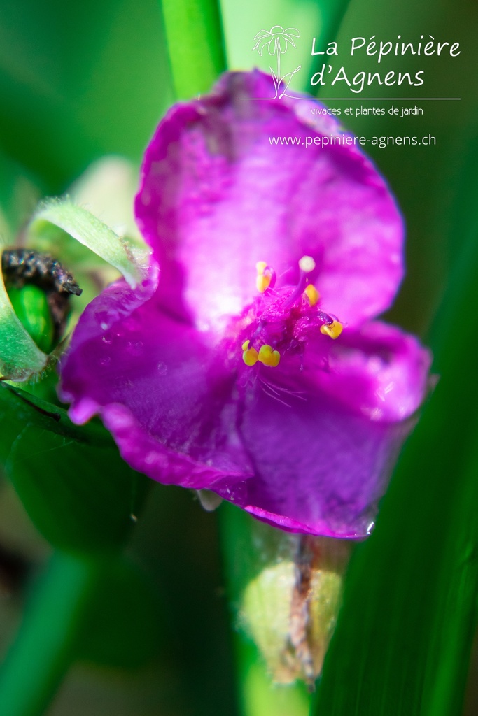 Tradescantia andersoniana (x) 'Rubra' - la Pépinière d'Agnens