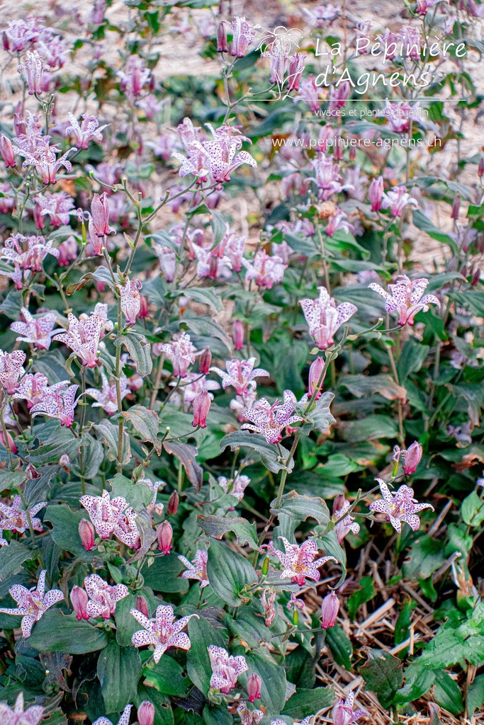 Tricyrtis hirta - la Pépinière d'Agnens