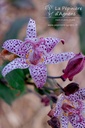 Tricyrtis hirta - la Pépinière d'Agnens