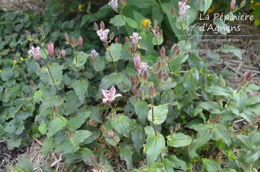 Tricyrtis hirta - la Pépinière d'Agnens