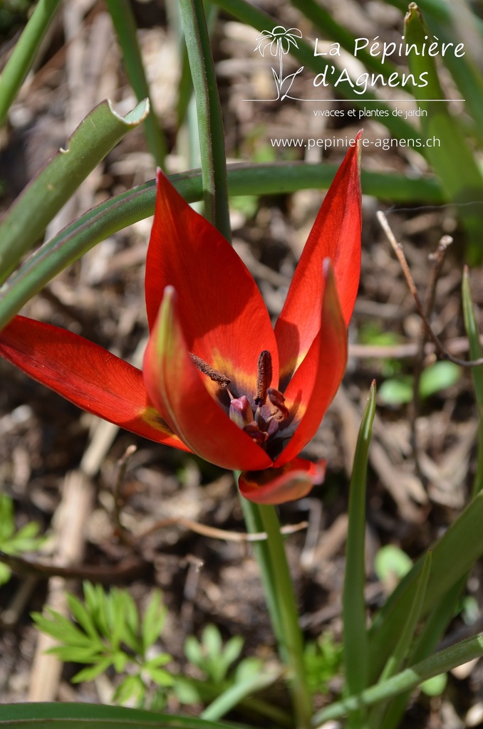 Tulipa linifolia - la Pépinière d'Agnens