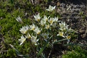 Tulipa turkestanica - la Pépinière d'Agnens