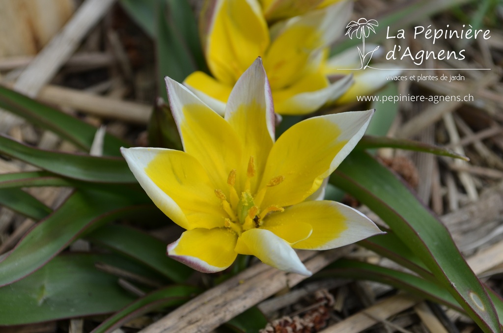 Tulipa turkestanica - la Pépinière d'Agnens
