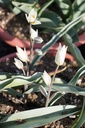 Tulipa turkestanica - la Pépinière d'Agnens