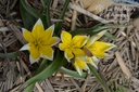 Tulipa turkestanica - la Pépinière d'Agnens