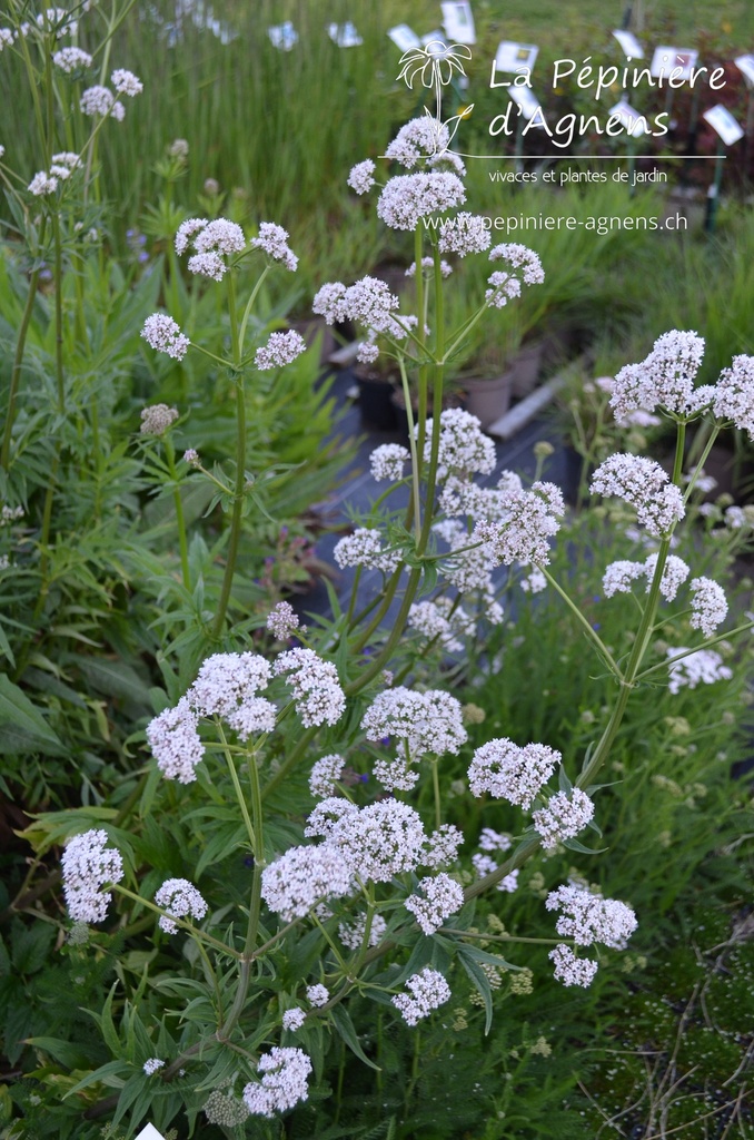 Valeriana officinalis - la Pépinière d'Agnens