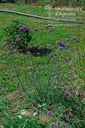 Verbena bonariensis - la Pépinière d'Agnens