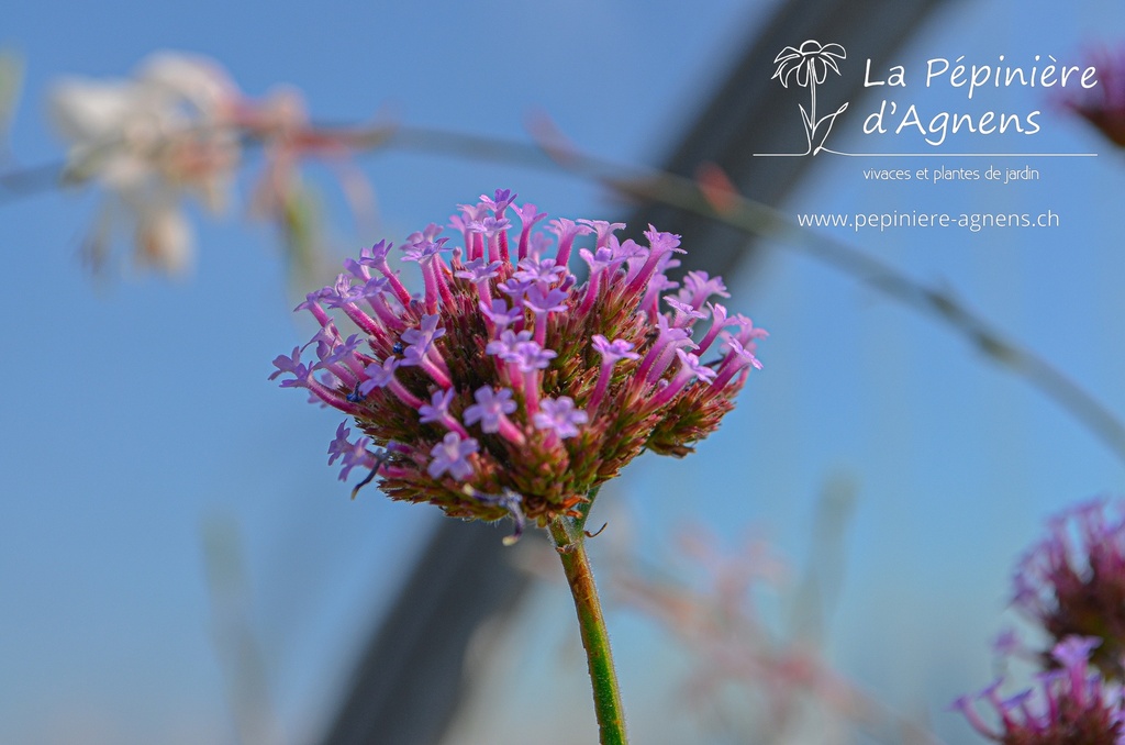 Verbena bonariensis - la Pépinière d'Agnens