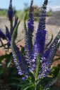Veronica longifolia 'Blauriesin' - la Pépinière d'Agnens