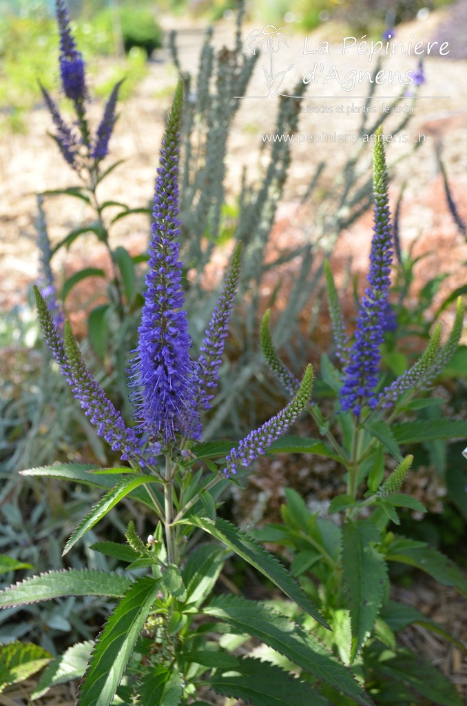 Veronica longifolia 'Blauriesin' - la Pépinière d'Agnens