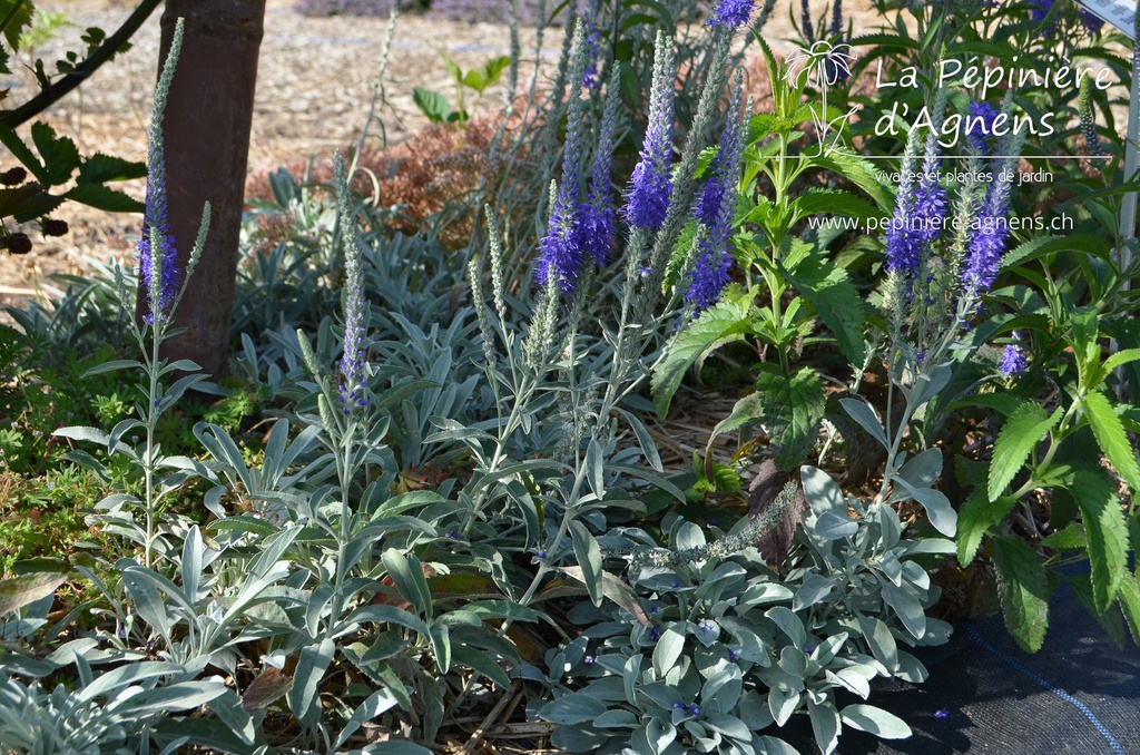 Veronica spicata ssp. incana 'Silberteppich' - la Pépinière d'Agnens