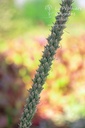 Veronica spicata ssp. incana 'Silberteppich' - la Pépinière d'Agnens
