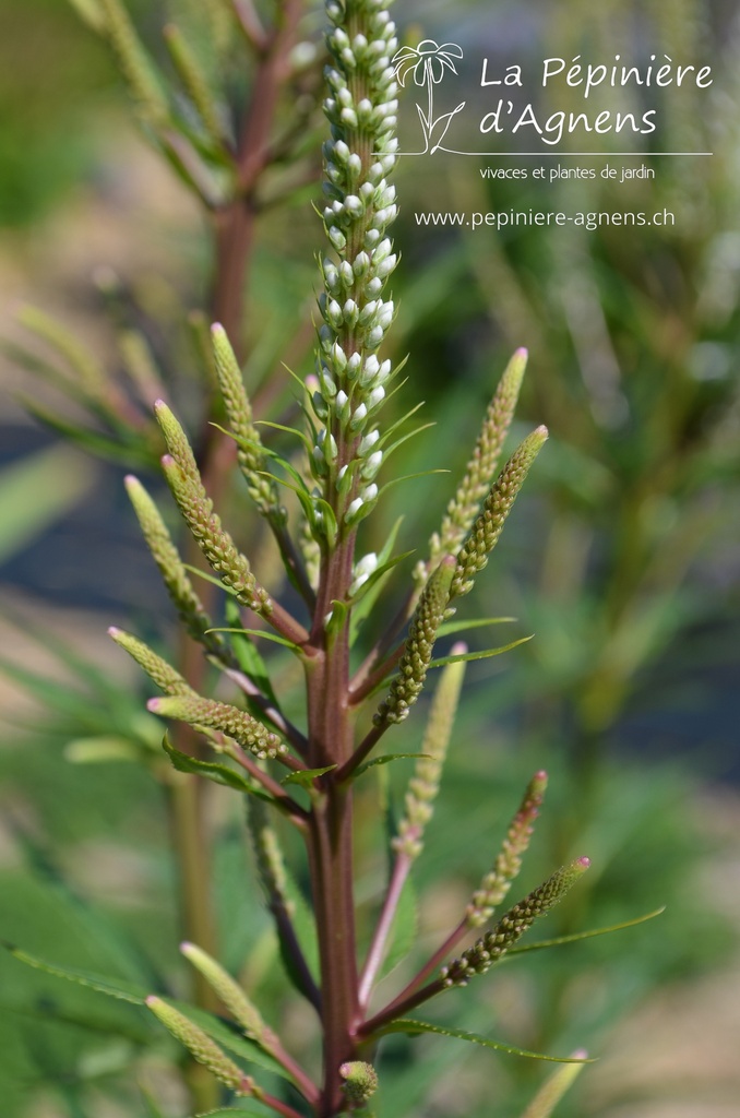 Veronicastrum virginicum 'Album' - la Pépinière d'Agnens