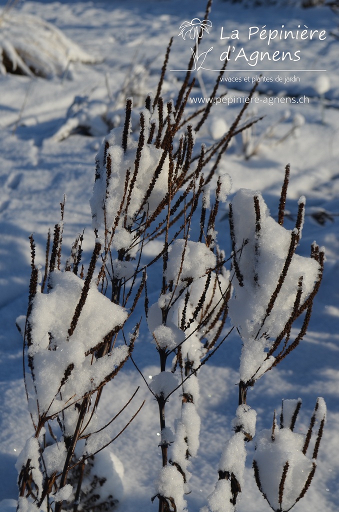 Veronicastrum virginicum 'Album' - la Pépinière d'Agnens