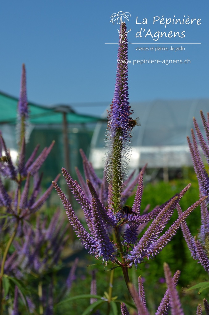 Veronicastrum virginicum 'Fascination'