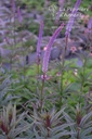 Veronicastrum virginicum 'Red Arrow'- la Pépinière d'Agnens