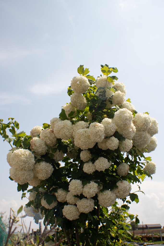 Viburnum opulus 'Roseum'- la Pépinière d'Agnens
