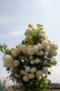 Viburnum opulus 'Roseum'- la Pépinière d'Agnens