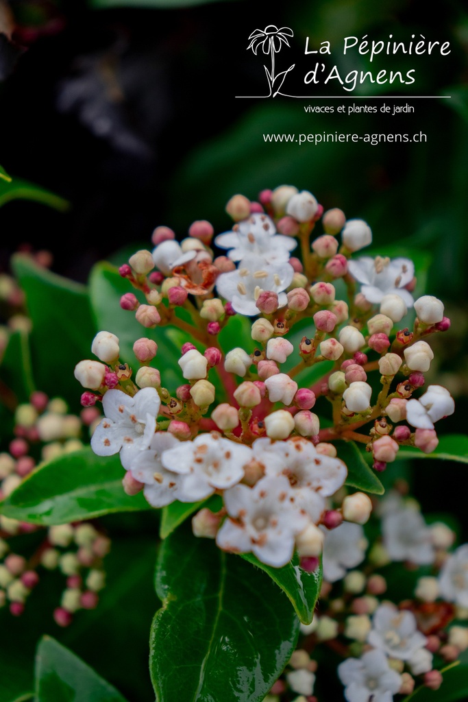 Viburnum tinus- la Pépinière d'Agnens