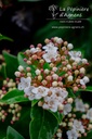 Viburnum tinus- la Pépinière d'Agnens