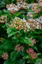 Viburnum tinus- la Pépinière d'Agnens