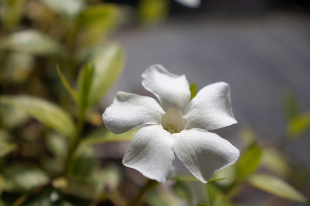 Vinca minor 'Alba'- la Pépinière d'Agnens
